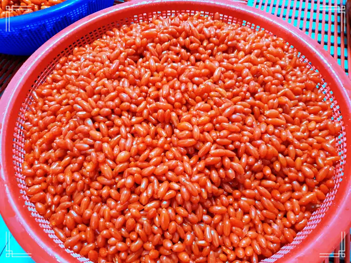 경북 예천 구기자엿 파는 곳 전국 택배 온라인 전화 주문 추천