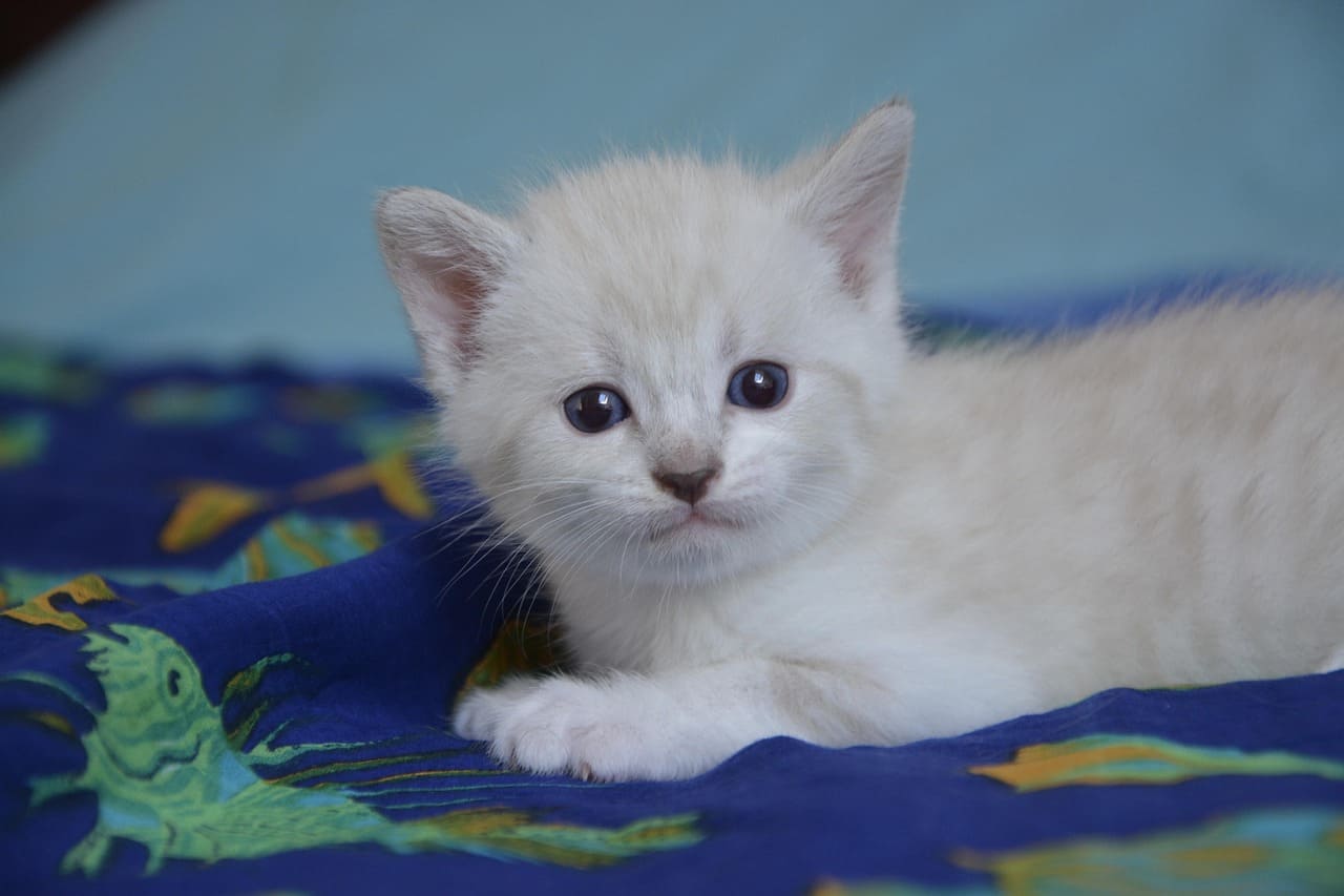 고양이 포경 진단 방법