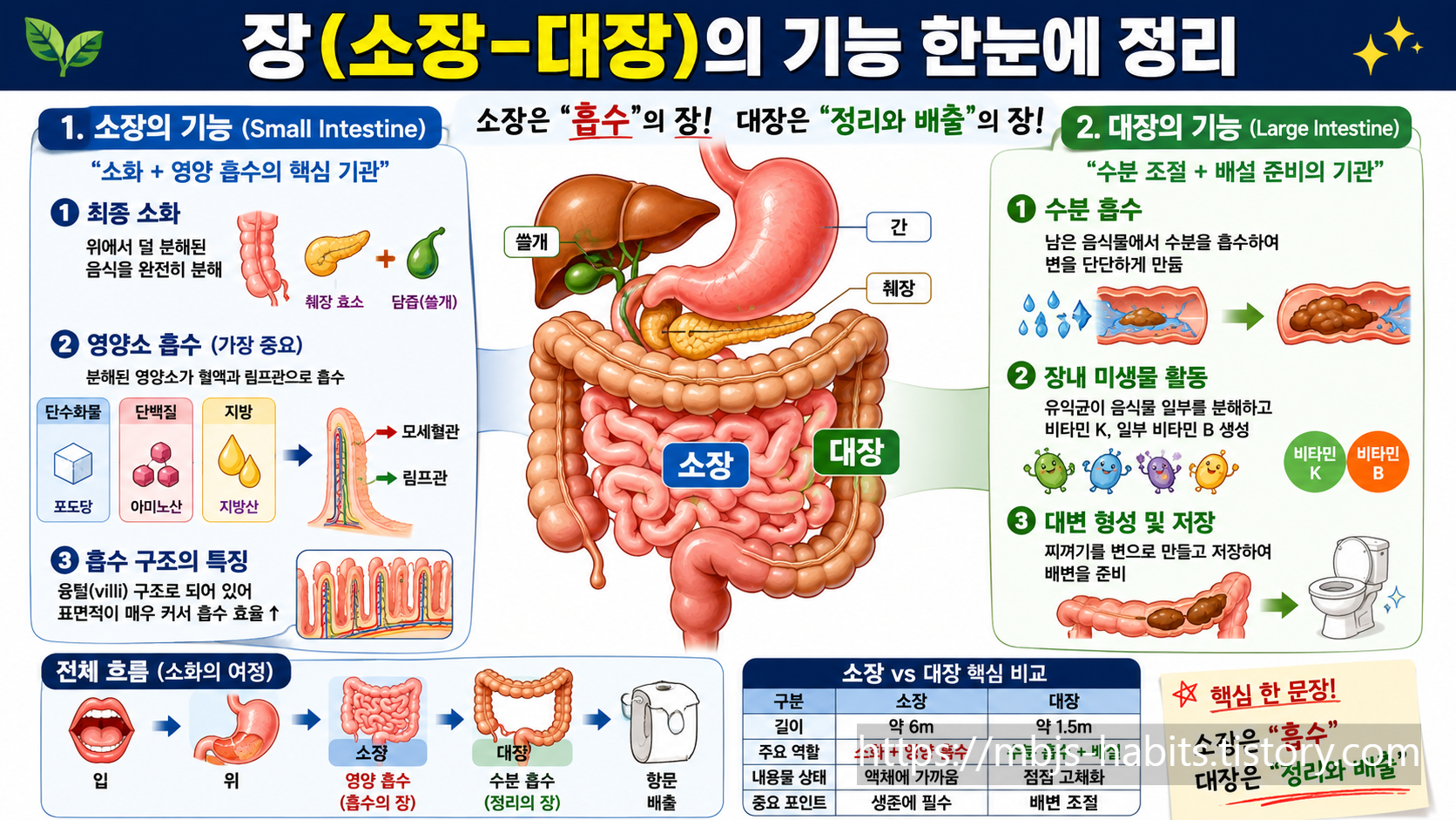 장(소장-대장)의 기능을 한눈에 정리한 인포그래픽. 왼쪽에는 소장의 기능(최종 소화, 영양소 흡수, 흡수 구조의 특징)이, 오른쪽에는 대장의 기능(수분 흡수, 장내 미생물 활동, 대변 형성 및 저장)이 설명되어 있으며, 중앙에는 소화기관 전체 구조도와 소화의 여정, 소장 vs 대장 핵심 비교표가 수록된 이미지