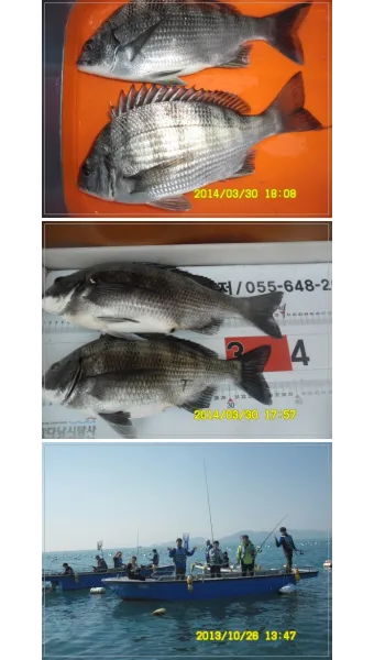 디낚 점주 조황 전국 바다낚시 출조 꿀팁_9