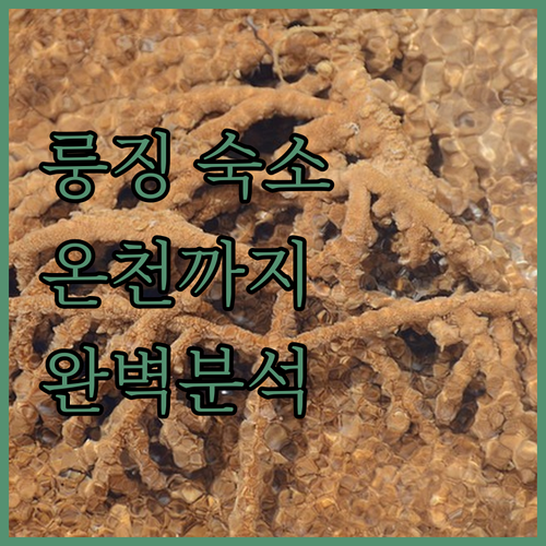 중국 룽징 숙소 추천 5곳 위치부터 ..