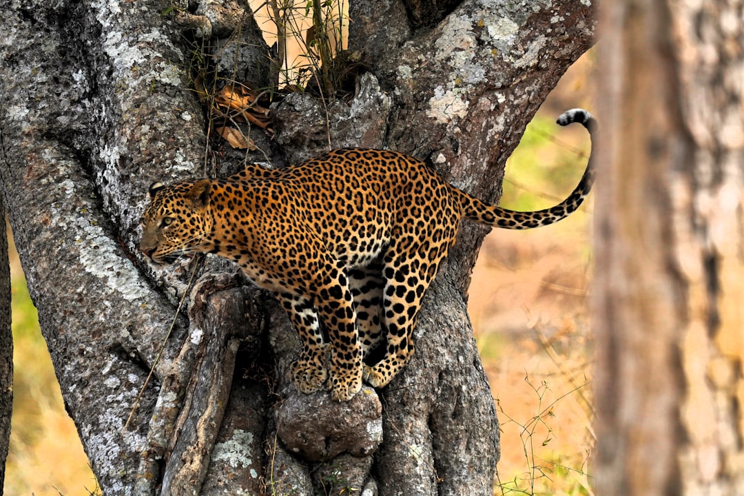 Conservation