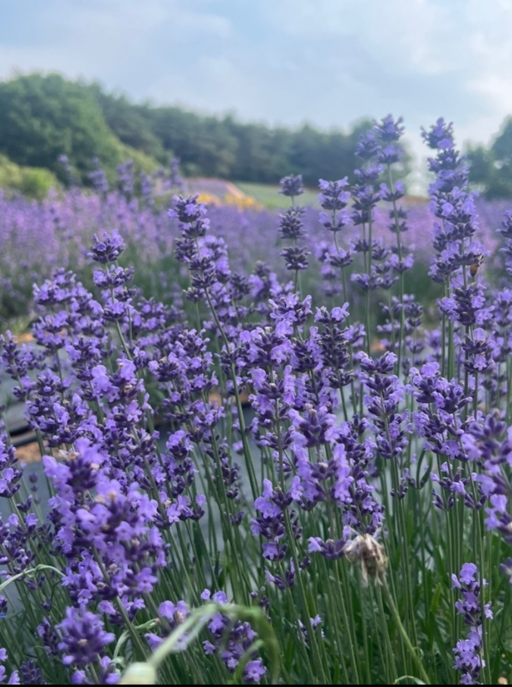 전북 6월 축제 일정