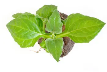 야콘 효능 및 영양성분&amp;#44; 먹는 방법