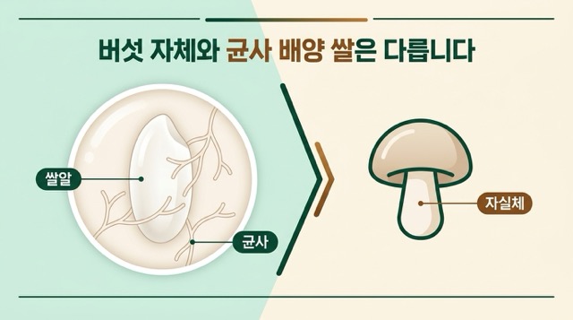 쌀알과 상황버섯 균사 개념 인포그래픽】