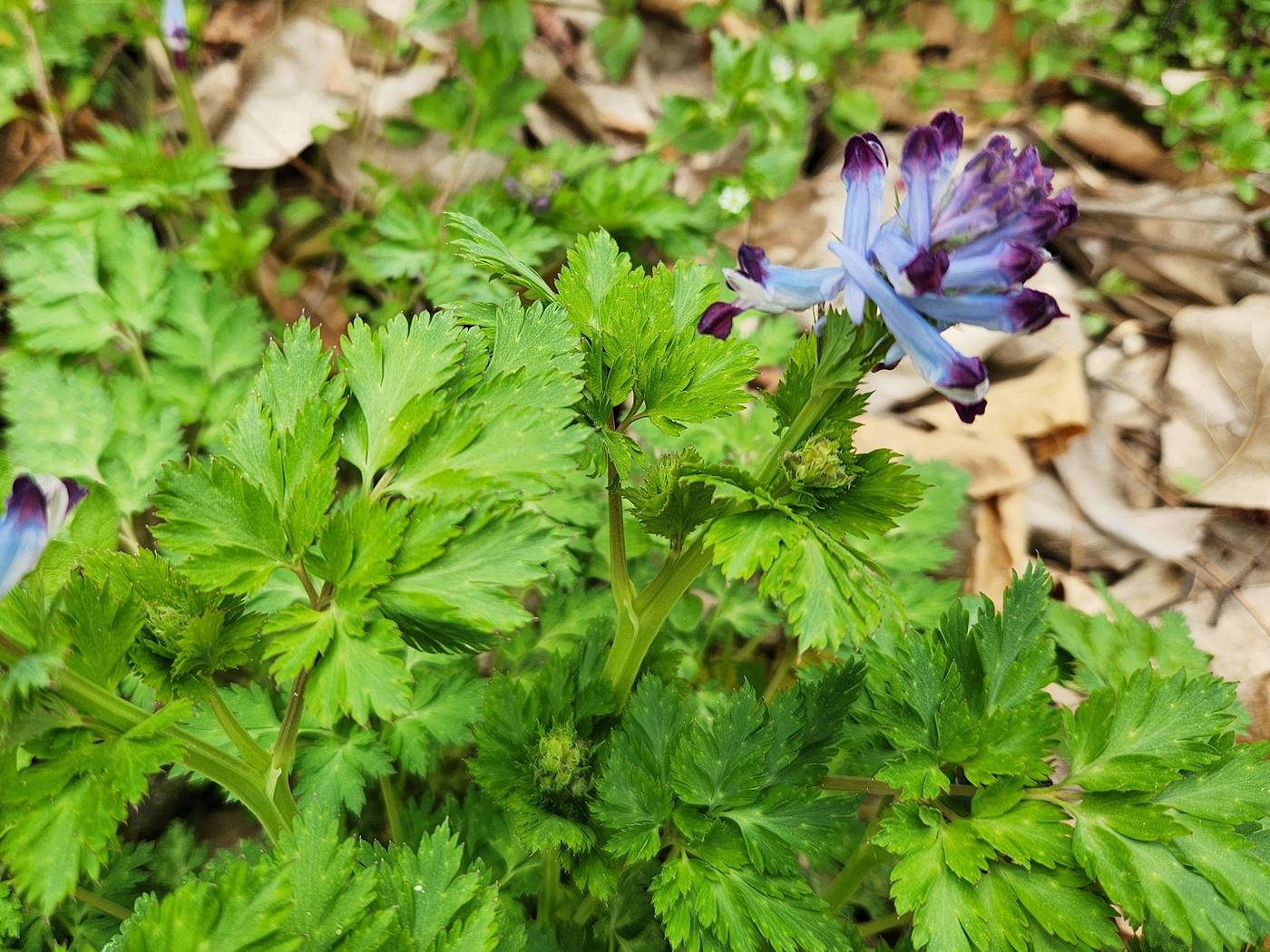 자주괴불주머니