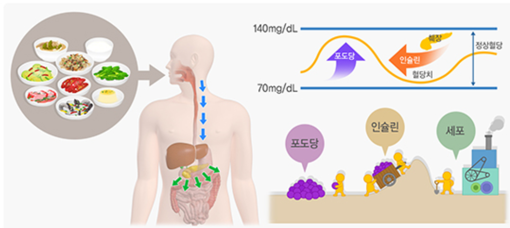 음식 섭취 후 혈당 변화