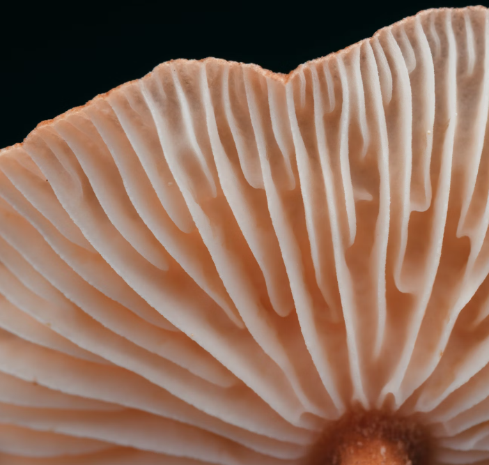 영지버섯 효능 부작용 먹는 방법