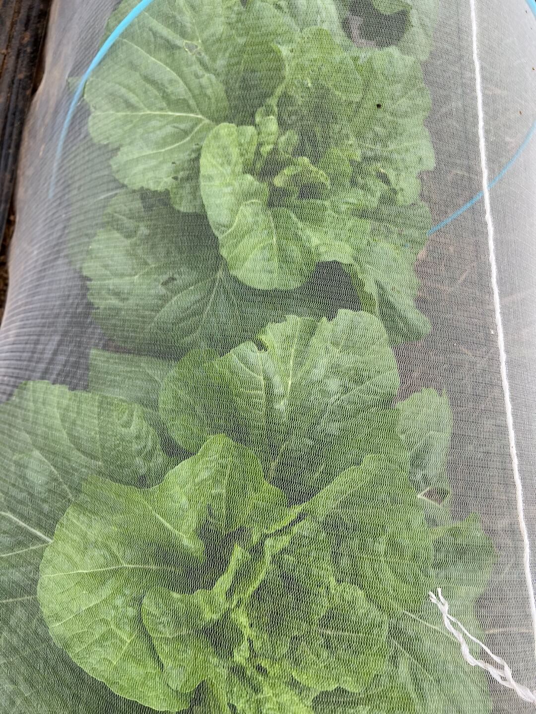 한랭사 안의 배추