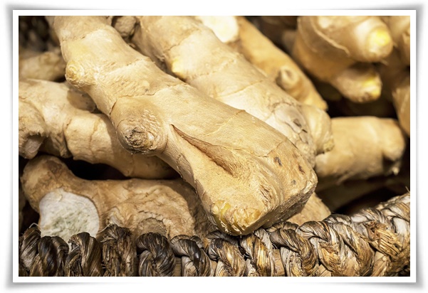 "10월 하순, 생강 수확 하세요!" 생강의 매력과 건강 효능, 최적의 수확시기! 생강의 효능과 활용!