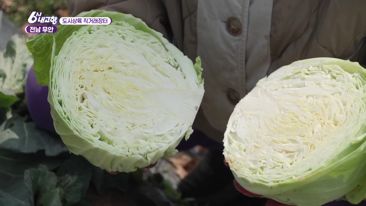 6시내고향 도시상륙 직거래장터 전남 무안 양배추를 반으로 자른 모습