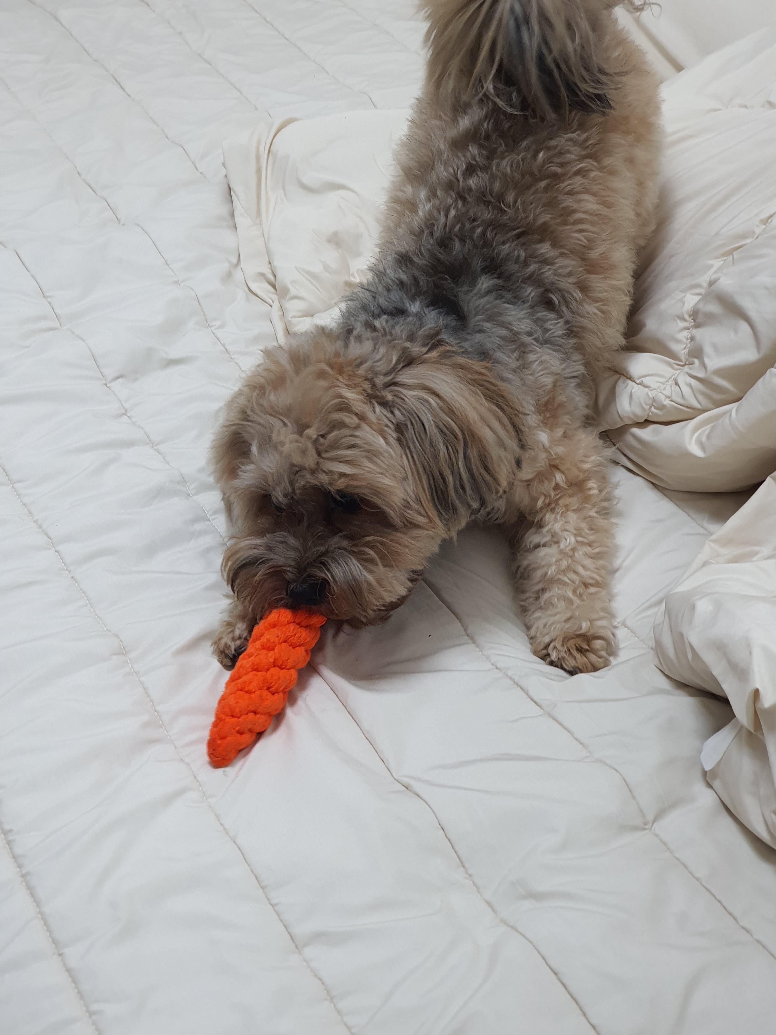 터그놀이 중인 강아지