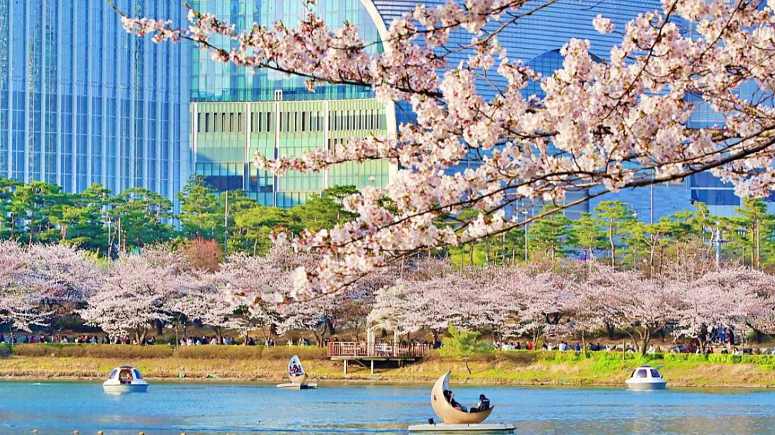 석촌호수 벚꽃축제 일정·기간·야경·주차·가는길