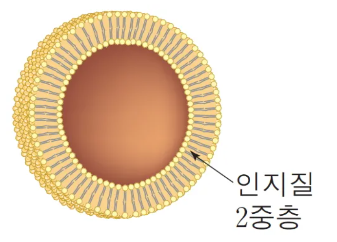 리포좀 비타민C 효능 추천 깔끔히 정리