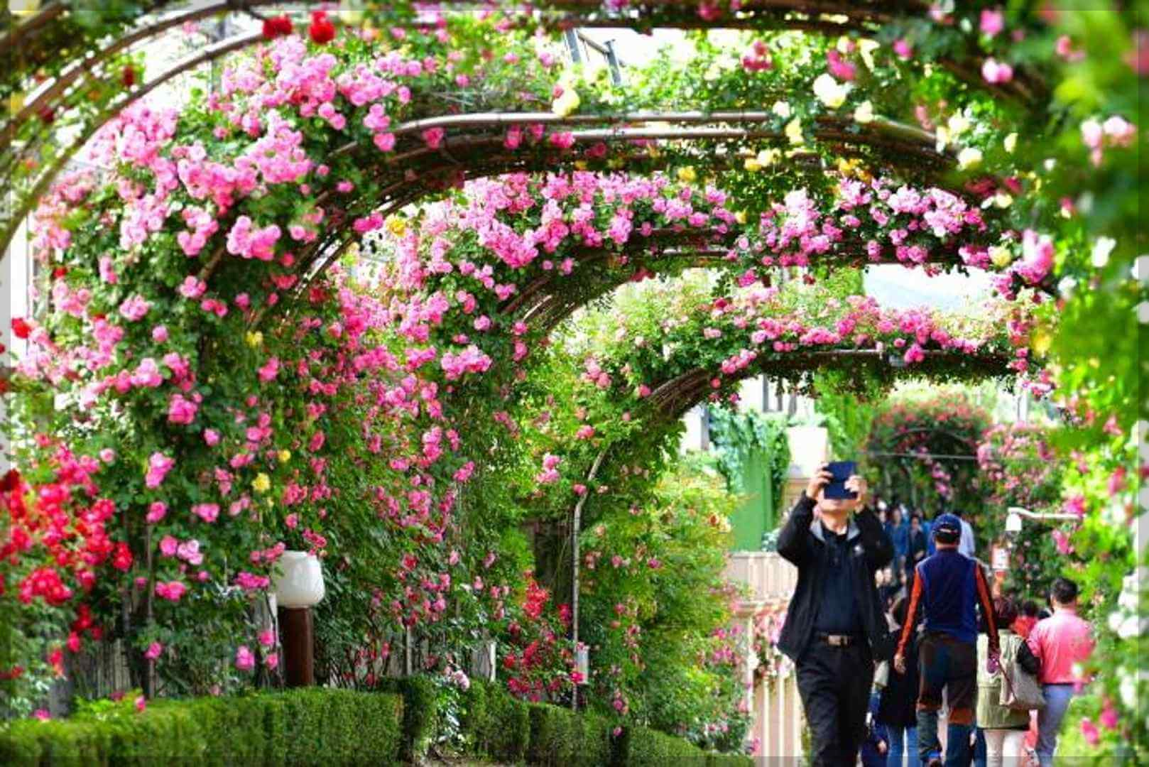 서울장미축제 가는길 교통통제안내