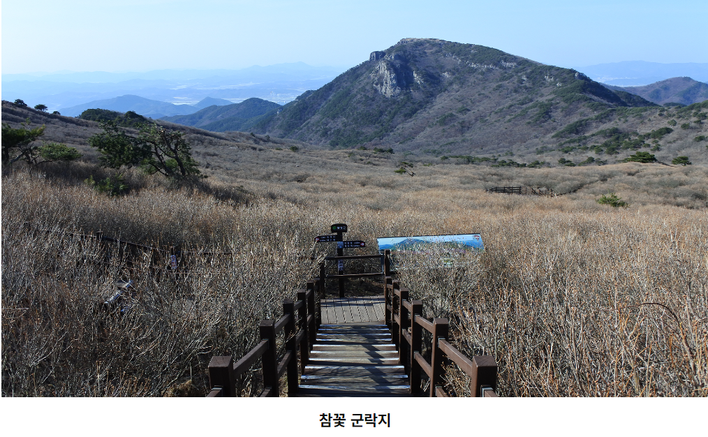 비슬산 참꽃문화제 홈페이지 참조