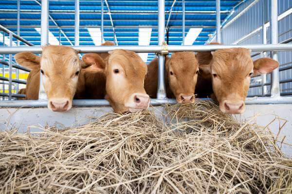 한국 한우의 프리미엄 이미지 할랄인증의 결합