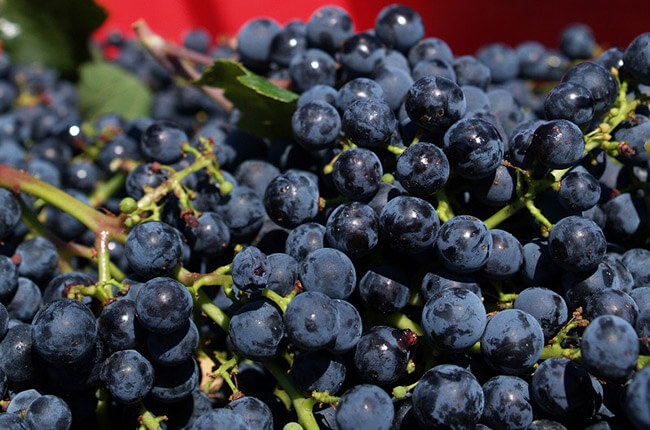 Sangiovese