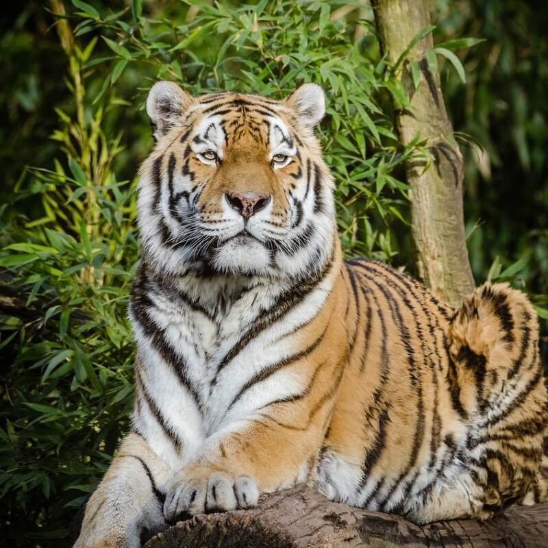 숲 속에 있는 호랑이 사진