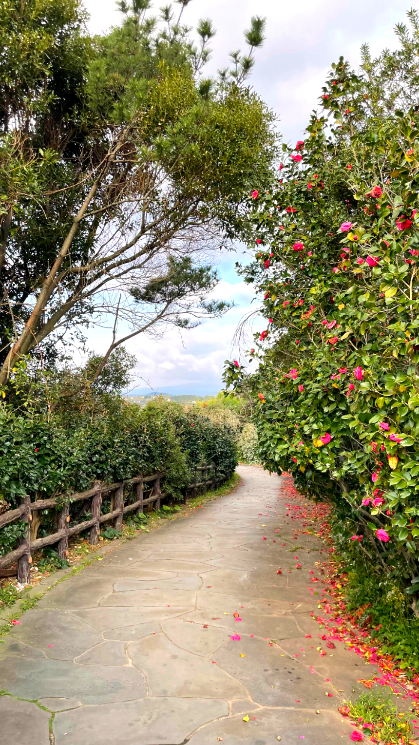 소노캄 제주 리조트 동백꽃