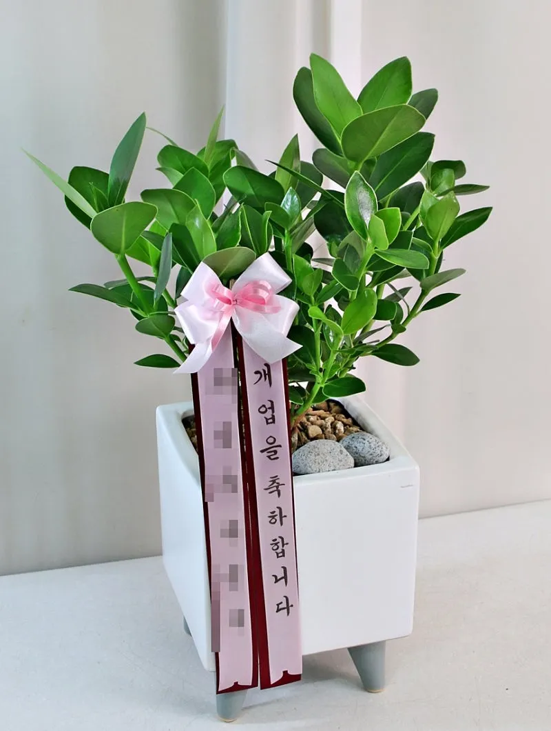 개업 축하 인사 화분 카드 문구 번창 기원 덕담 센스 있게_1