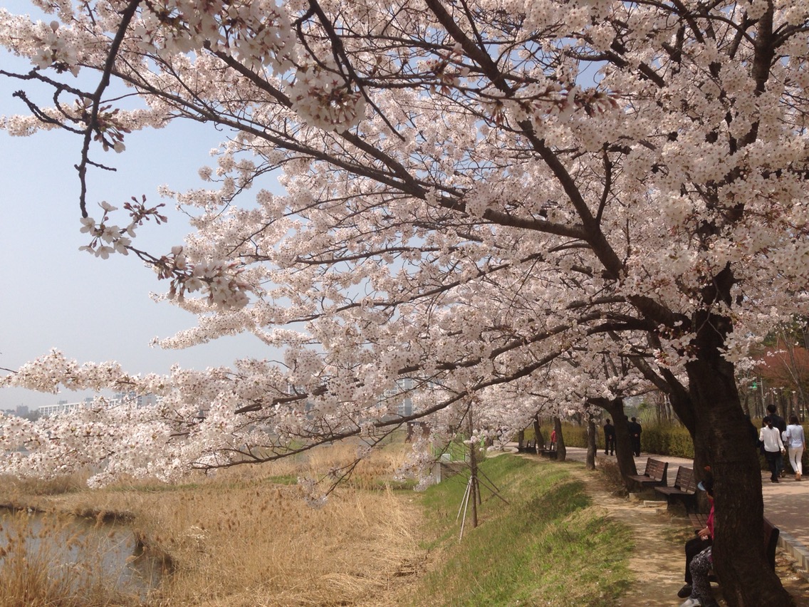 수원 벚꽃 명소