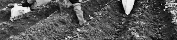 고구마 심는 시기, 고구마 파종 시기: 고구마 모종 심는 방법