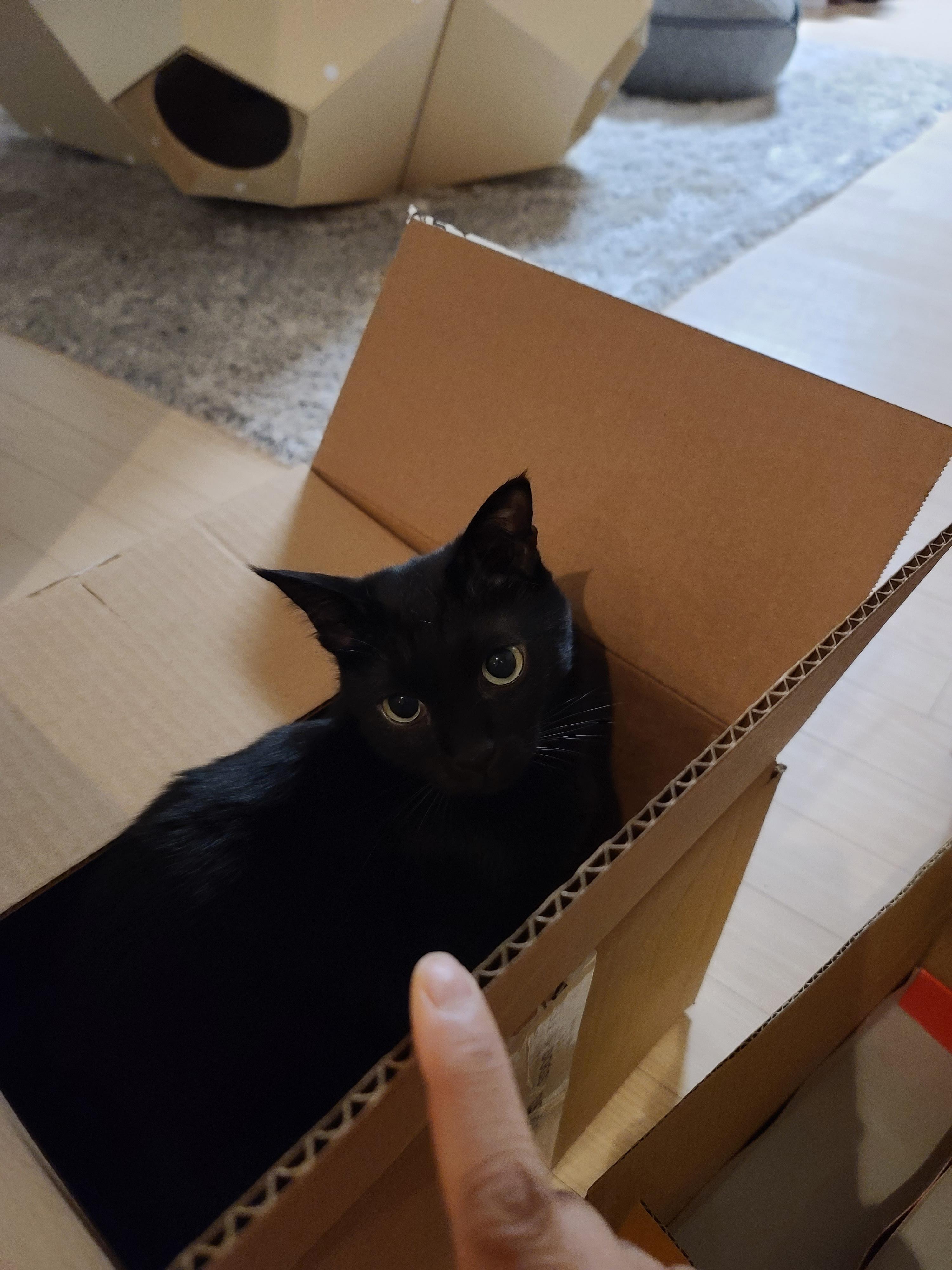 나는야 고양이를 몰고 다니는 사람. 캣닢인간인가봉가