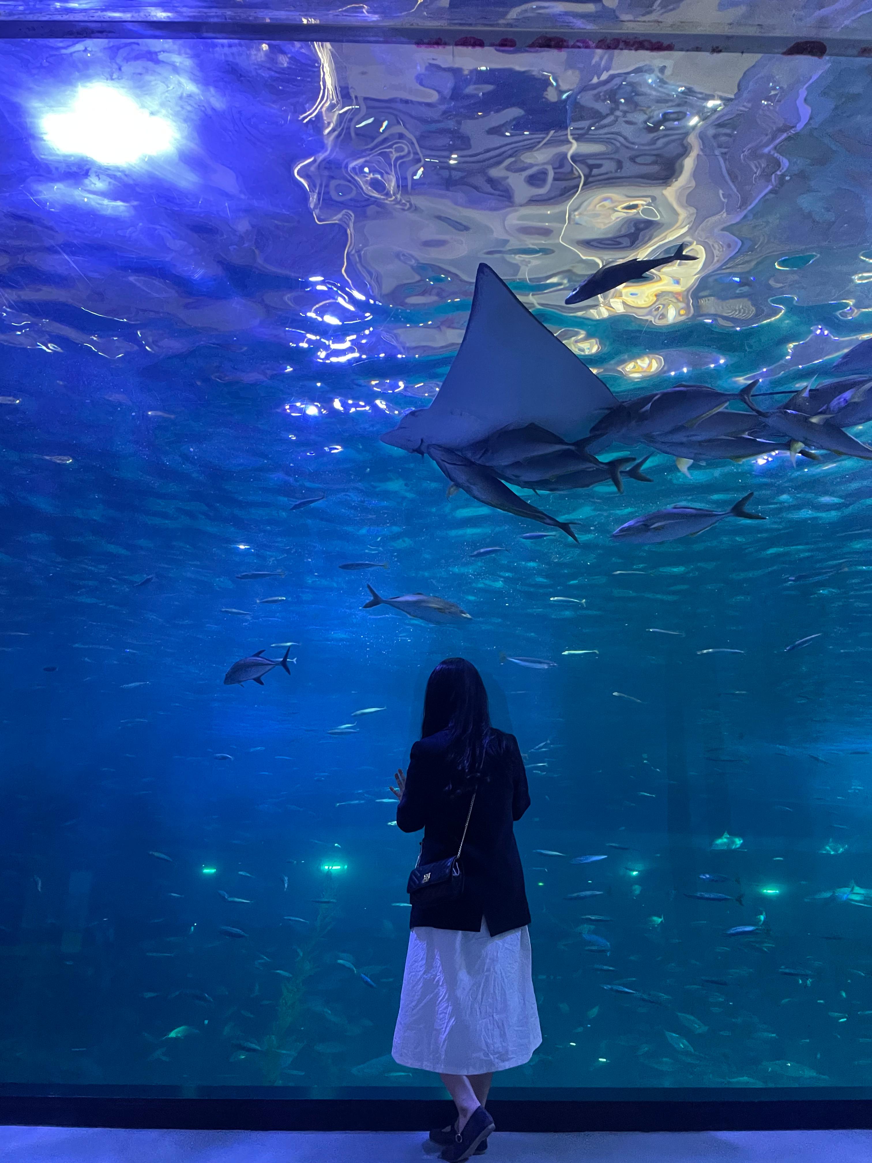 [잠실/강남] 미세먼지 걱정 없는 대형 아쿠아리움 &amp; 실내 몰 데이트 완벽 가이드