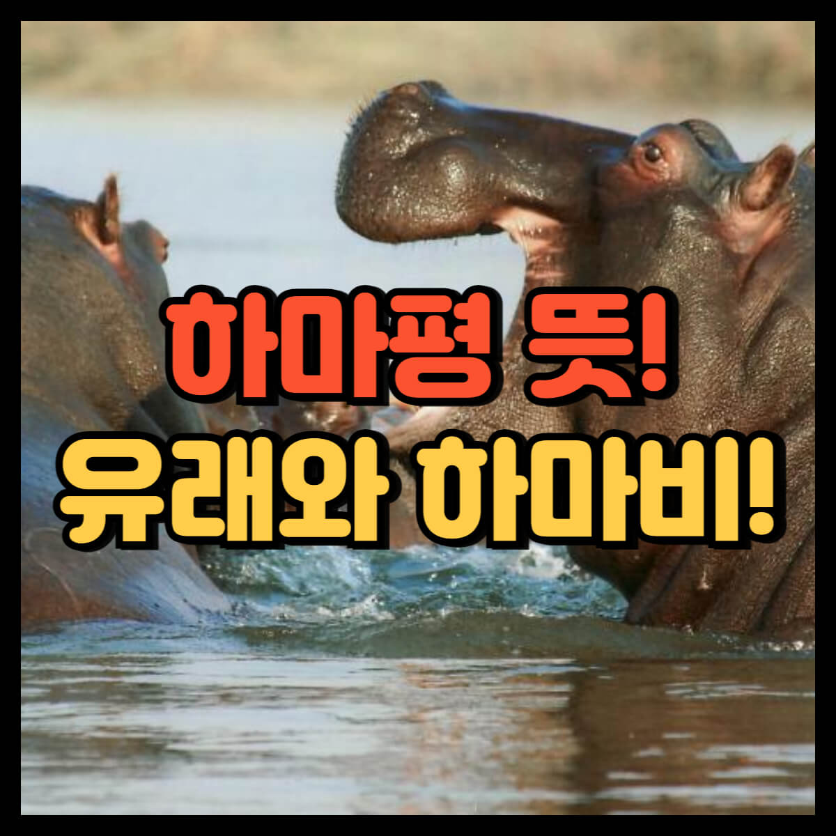 하마평 뜻