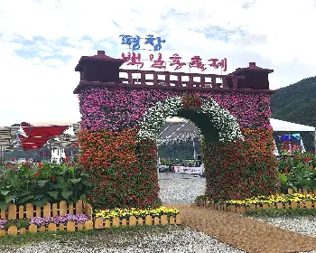 평창 백일홍 축제_3