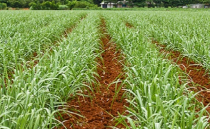 사탕수수 농장3