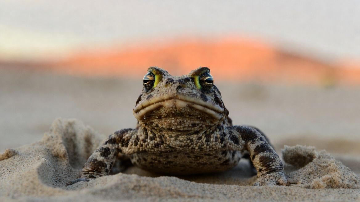 사막의 안개에서 수분을 흡수하며 살아가는 나마쿠아 두꺼비