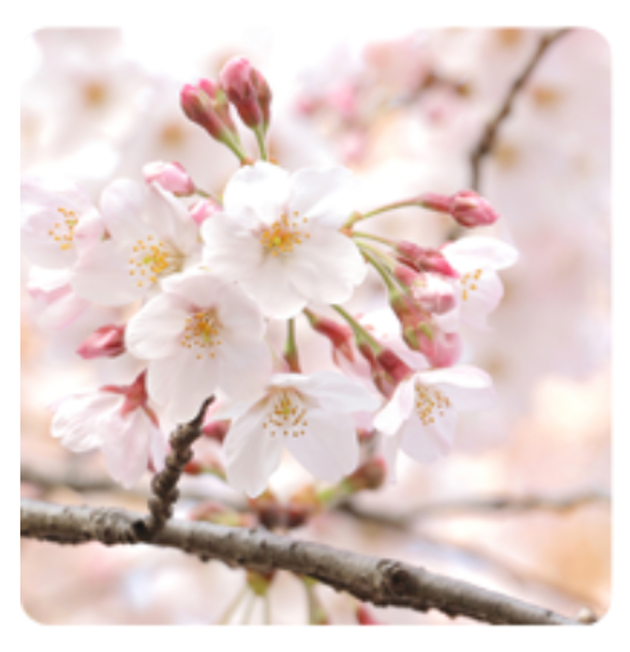 2025년 진해군항제 벚꽃 축제