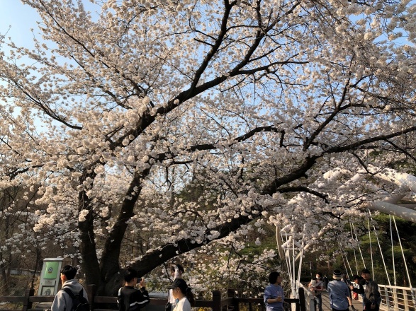 예술공원 벚꽃3