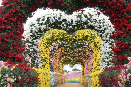 화순_남산공원_국화축제