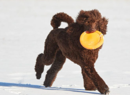 원반 놀이 중 스탠더드 푸들