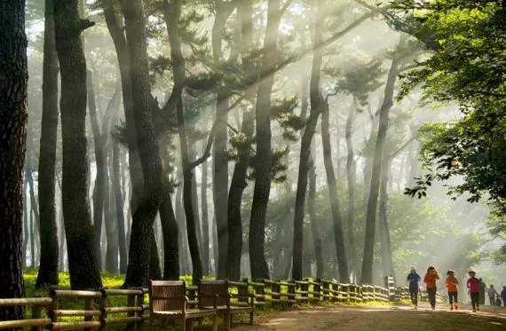 소나무 숲에서 달리는 사진