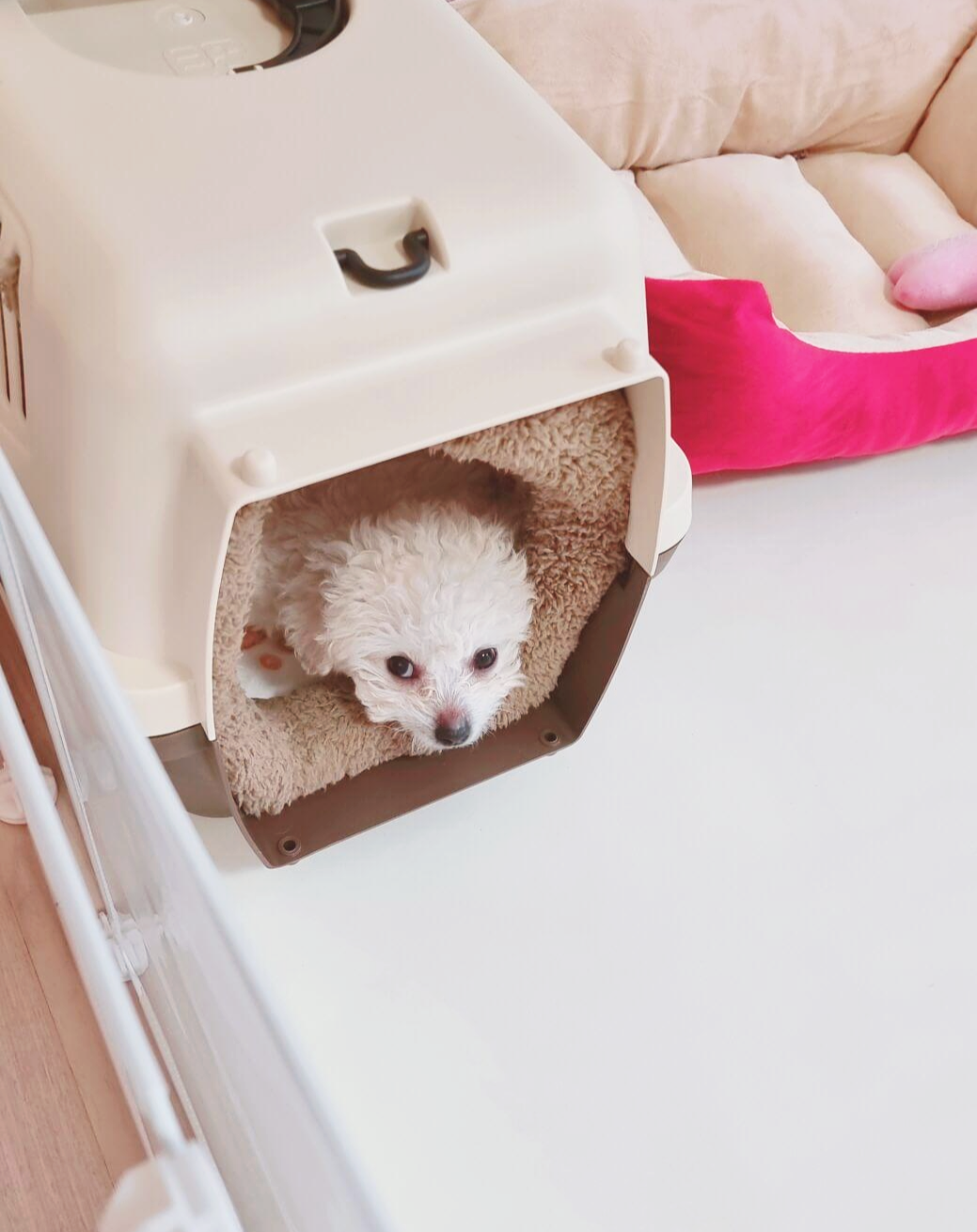 켄넬에서 보호자를 기다리는 강아지