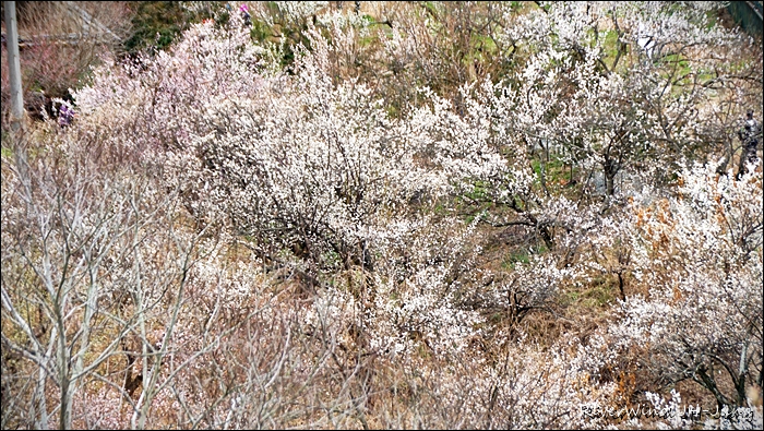 원동매하화 순매원
부산근교 원동매하화 순매원