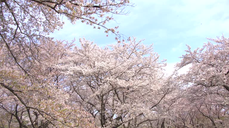 오사카 벚꽃