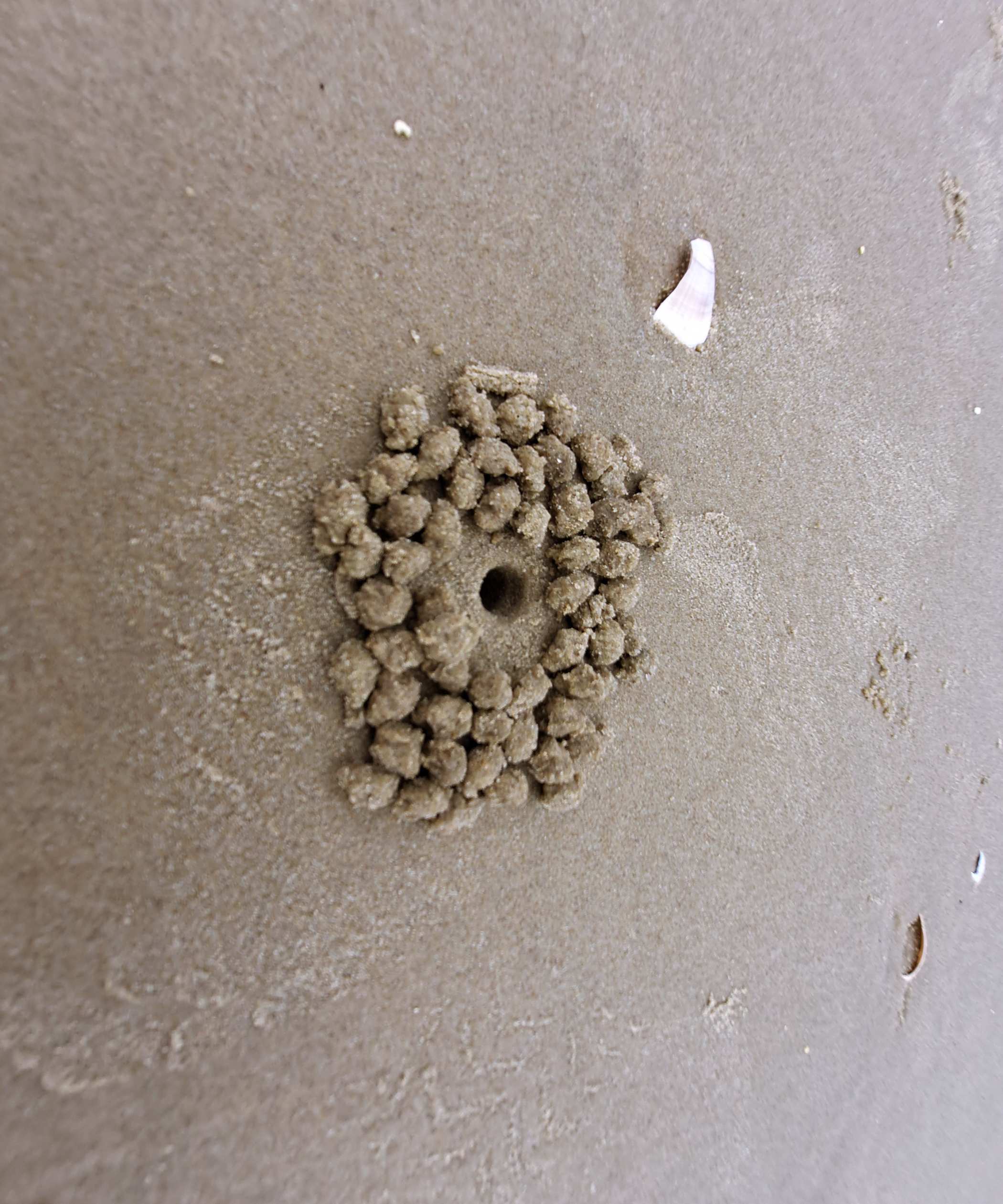 백사장의 게구멍