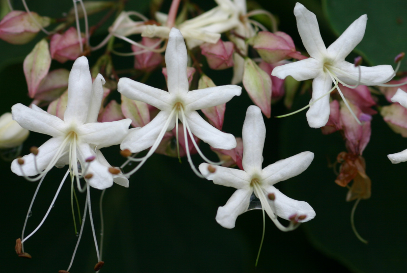 누리장나무 꽃 1