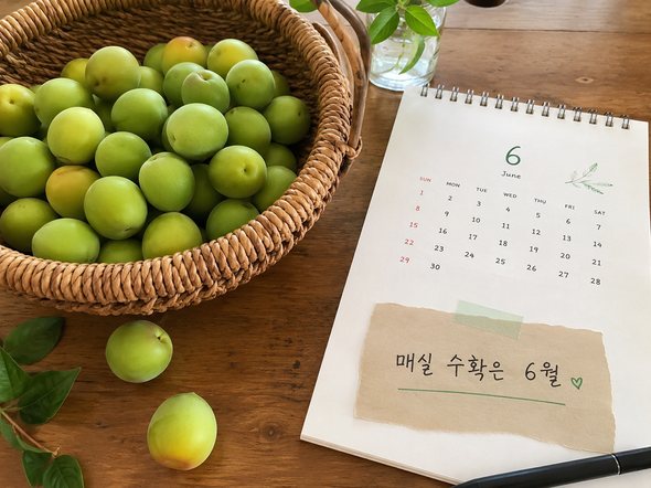 매실 수확시기