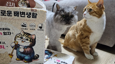 고양이 화장실 청소는 얼마나 자주 해야 할까? 두부모래 관리부터 노령묘 배변 환경까지