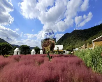 고창 핑크뮬리 축제 꽃객 프로젝트_22