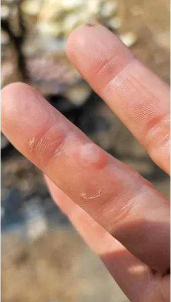 중부지방 들깨 파종시기 및 재배법 농사 팁 정리_21