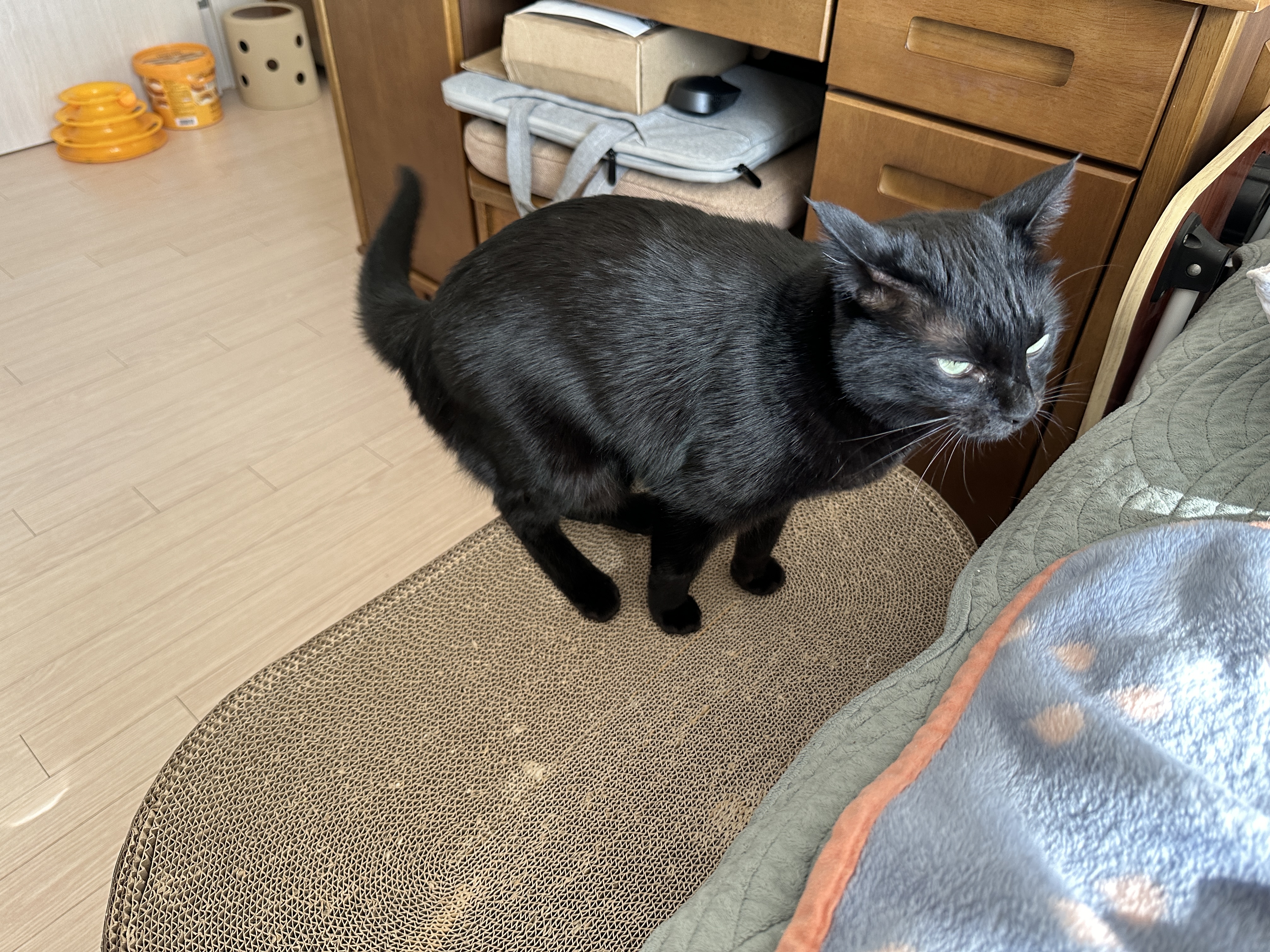 올블랙_고양이의_심통난듯한_표정