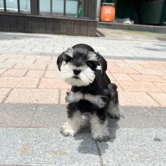 슈나우저 성격 분양 가격 미니어처 성견 몸무게_8