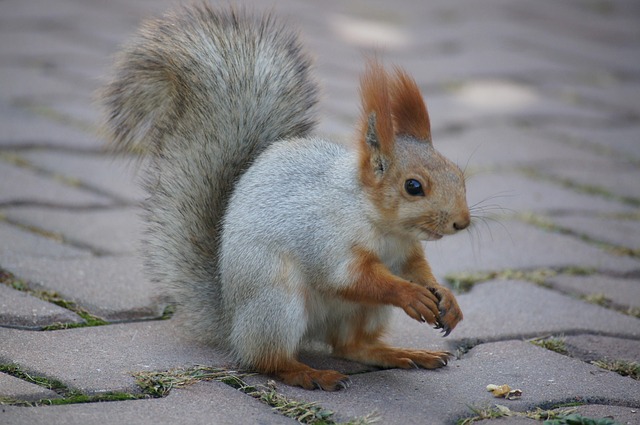 도시 속 생물다양성 – 콘크리트 정글에서 살아남는 야생생물